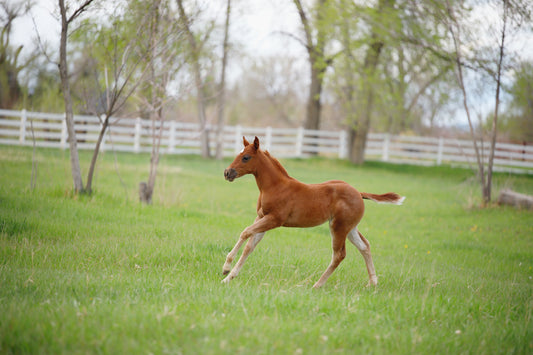 Wild Child- Limited Edition