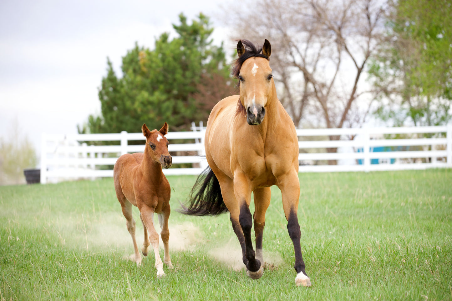 Wild Child- Limited Edition