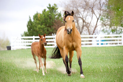 Wild Child- Limited Edition