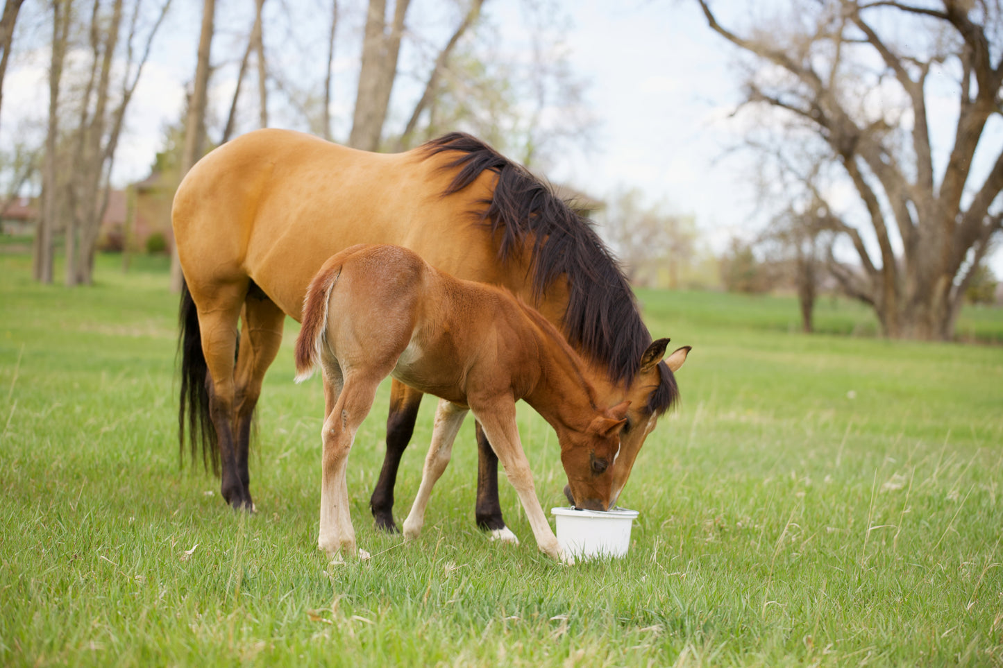 Wild Child- Limited Edition